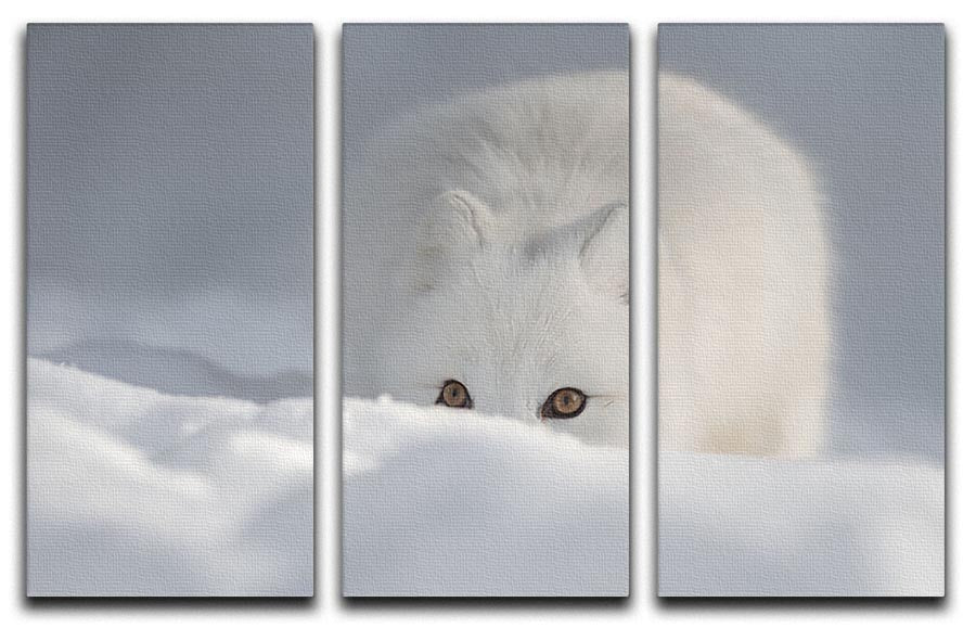 An Arctic Fox peering over a snow drift 3 Split Panel Canvas Print - Canvas Art Rocks - 1