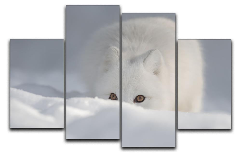 An Arctic Fox peering over a snow drift 4 Split Panel Canvas - Canvas Art Rocks - 1