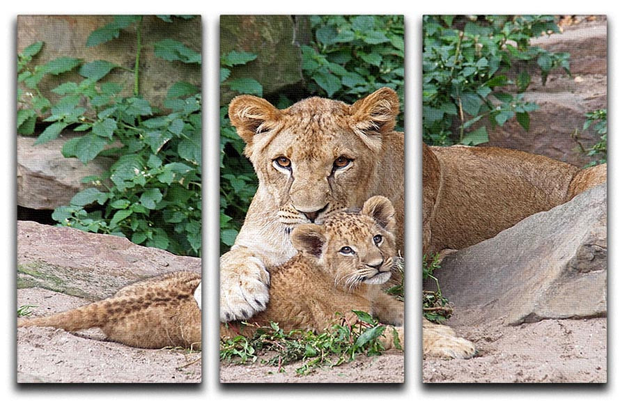 An older lioness is playing with her baby sister 3 Split Panel Canvas Print - Canvas Art Rocks - 1