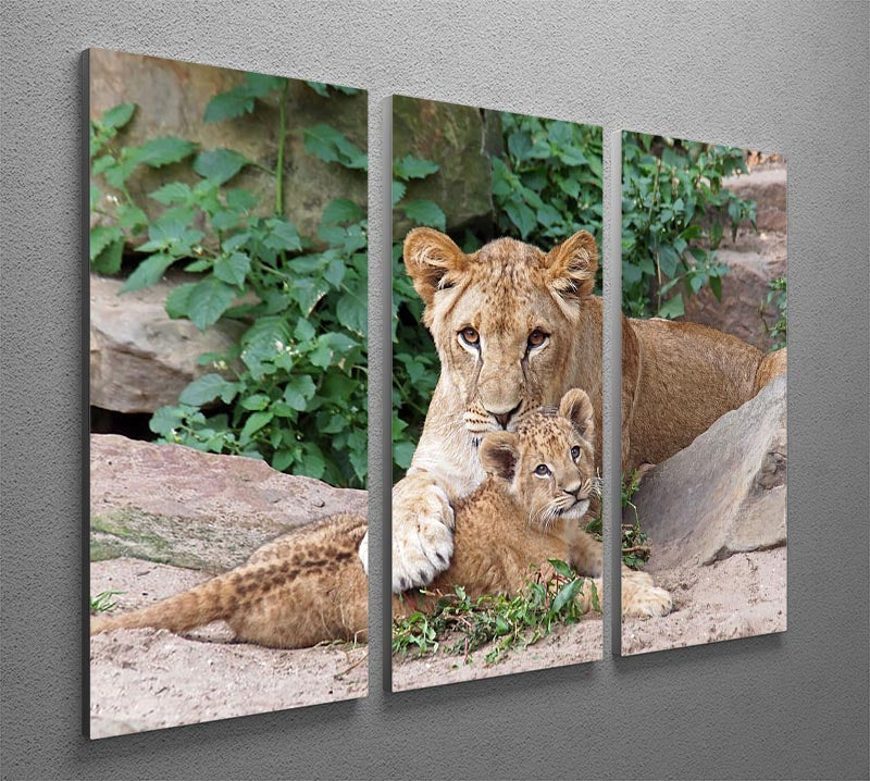 An older lioness is playing with her baby sister 3 Split Panel Canvas Print - Canvas Art Rocks - 2