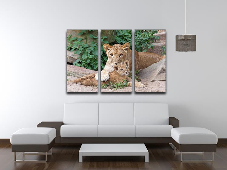 An older lioness is playing with her baby sister 3 Split Panel Canvas Print - Canvas Art Rocks - 3