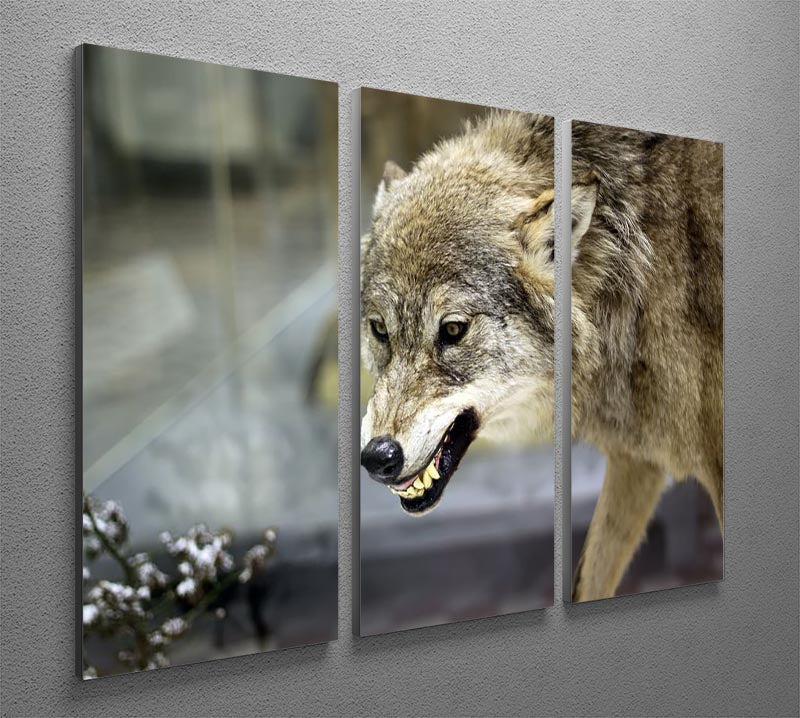 Angry grey wolf in winter forest 3 Split Panel Canvas Print - Canvas Art Rocks - 2