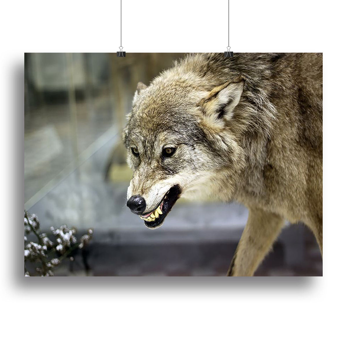 Angry grey wolf in winter forest Canvas Print or Poster - Canvas Art Rocks - 2