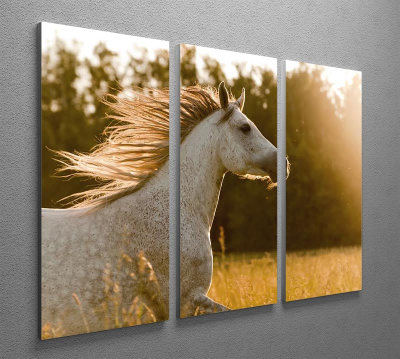 Arab horse in sunset 3 Split Panel Canvas Print - Canvas Art Rocks - 2