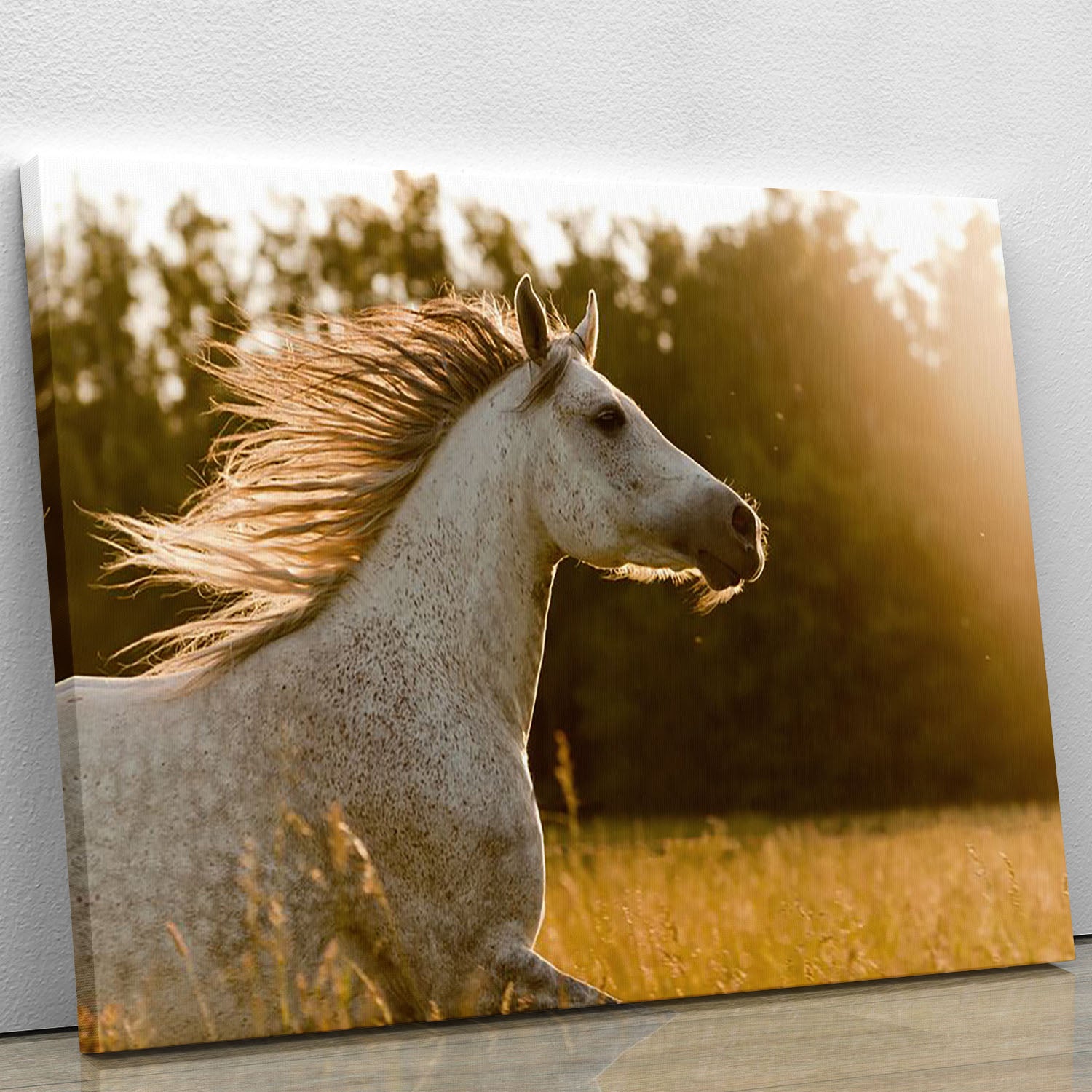 Arab horse in sunset Canvas Print or Poster - Canvas Art Rocks - 1