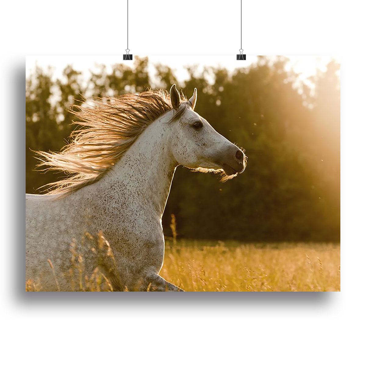 Arab horse in sunset Canvas Print or Poster - Canvas Art Rocks - 2