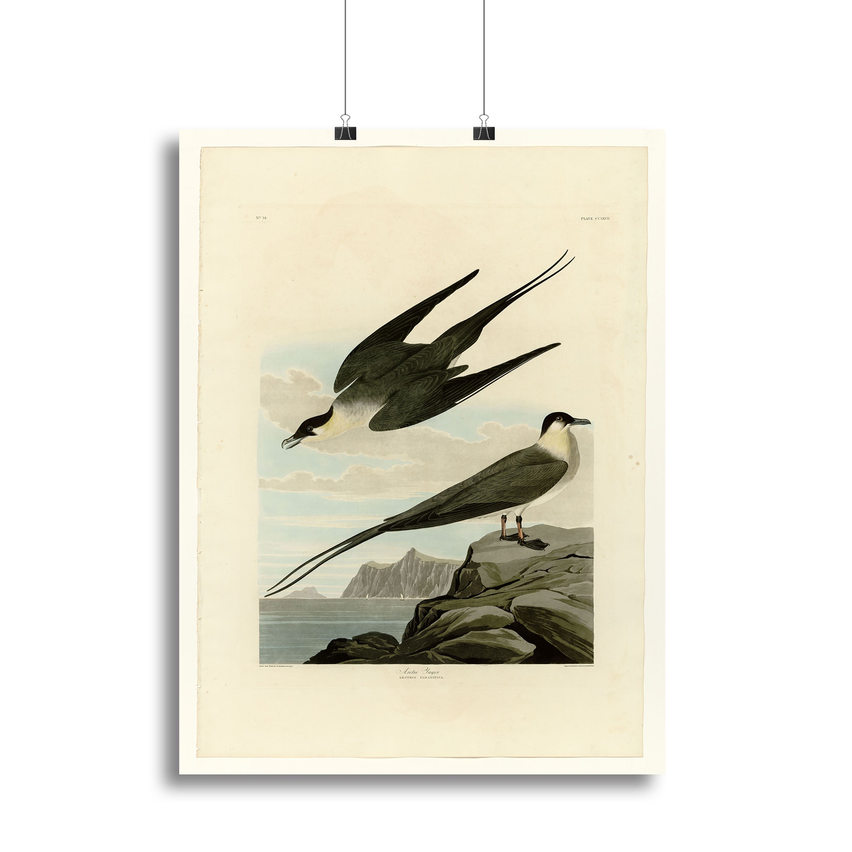 Arctic Yager by Audubon Canvas Print or Poster - Canvas Art Rocks - 2