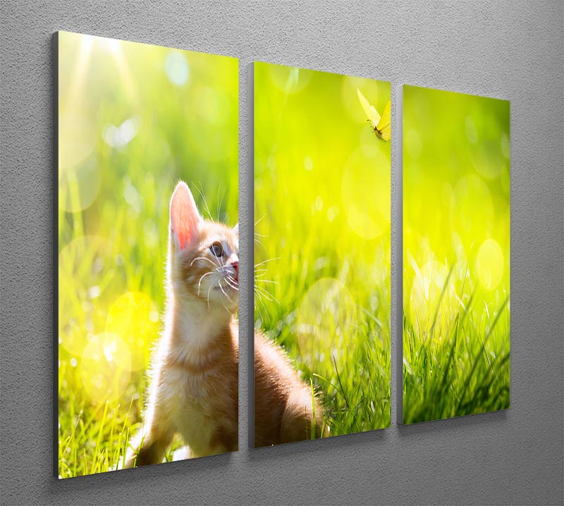 Art little ginger kitten outdoors 3 Split Panel Canvas Print - Canvas Art Rocks - 2