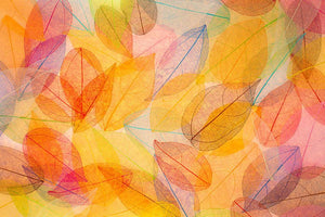 Autumn background Wall Mural Wallpaper - Canvas Art Rocks - 1