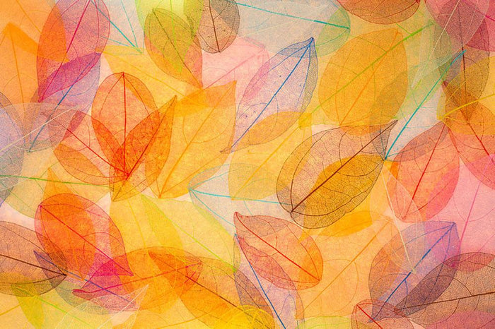 Autumn background Wall Mural Wallpaper