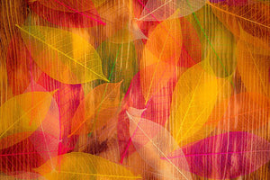 Autumn leaves texture Wall Mural Wallpaper - Canvas Art Rocks - 1
