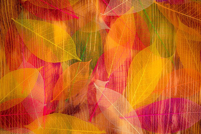 Autumn leaves texture Wall Mural Wallpaper
