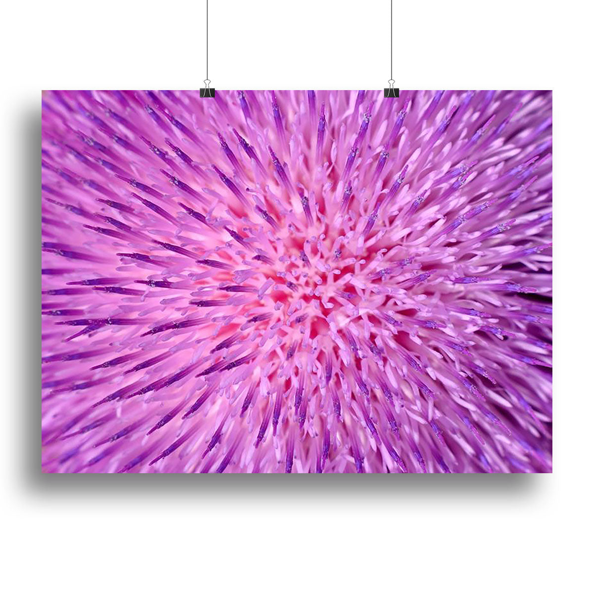 Background of thistle flower Canvas Print or Poster - Canvas Art Rocks - 2