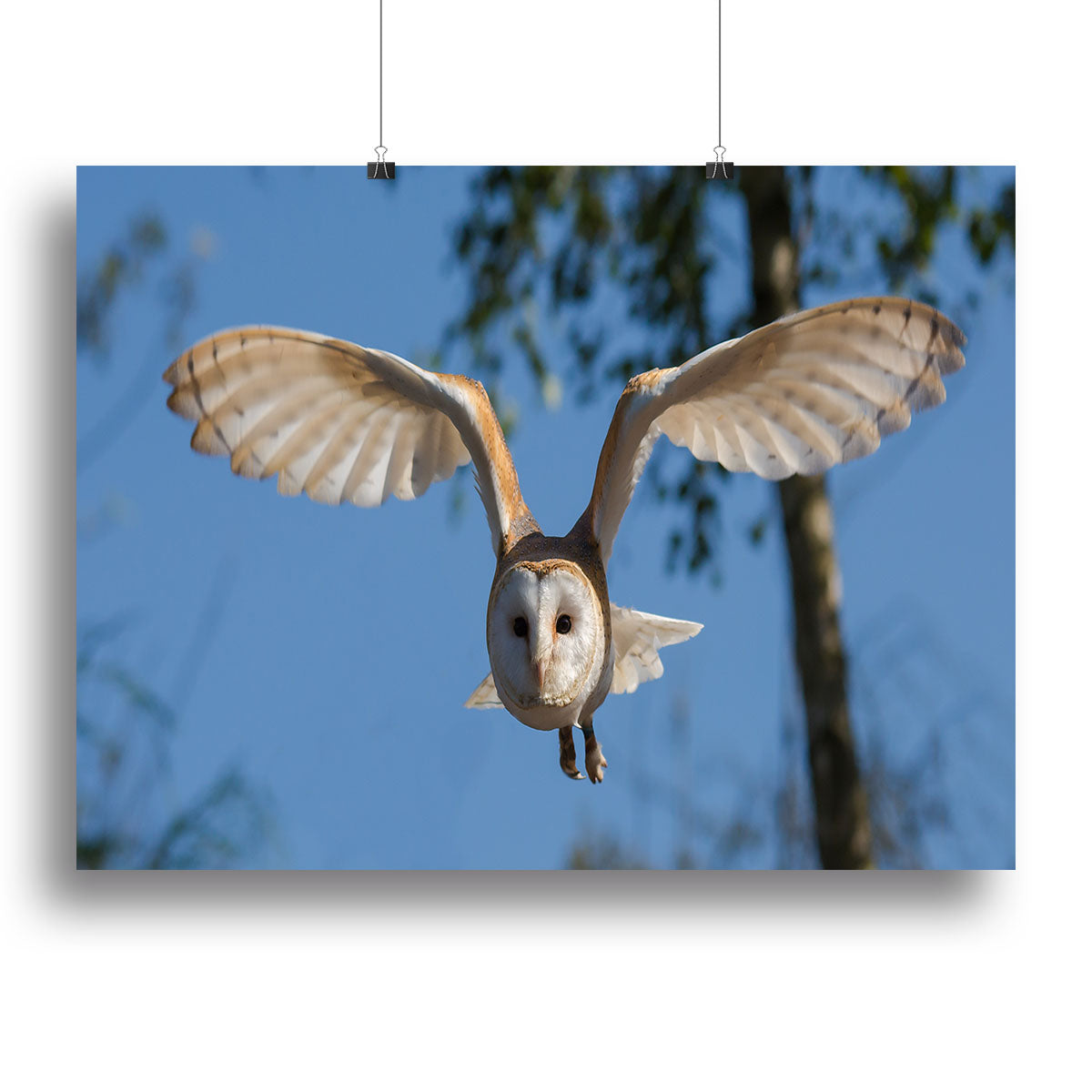 Barn Owl Canvas Print or Poster - Canvas Art Rocks - 2