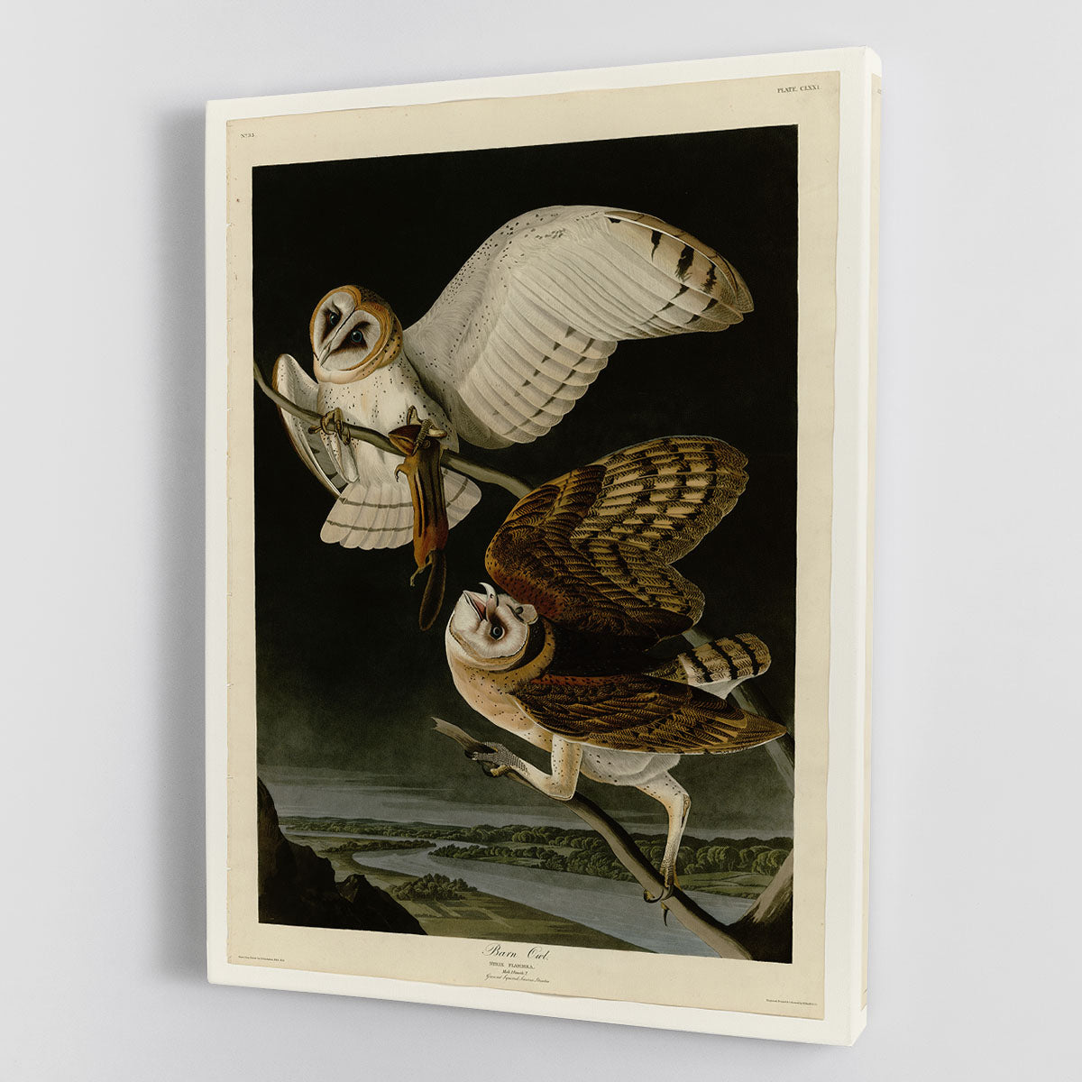 Barn Owl by Audubon Canvas Print or Poster - Canvas Art Rocks - 1