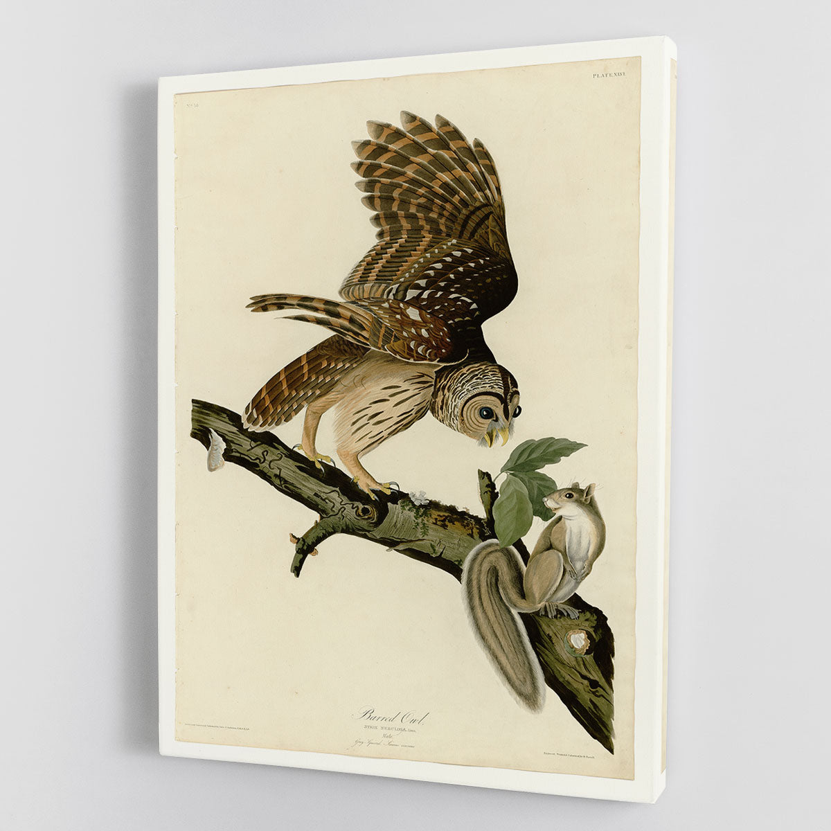 Barred Owl by Audubon Canvas Print or Poster - Canvas Art Rocks - 1