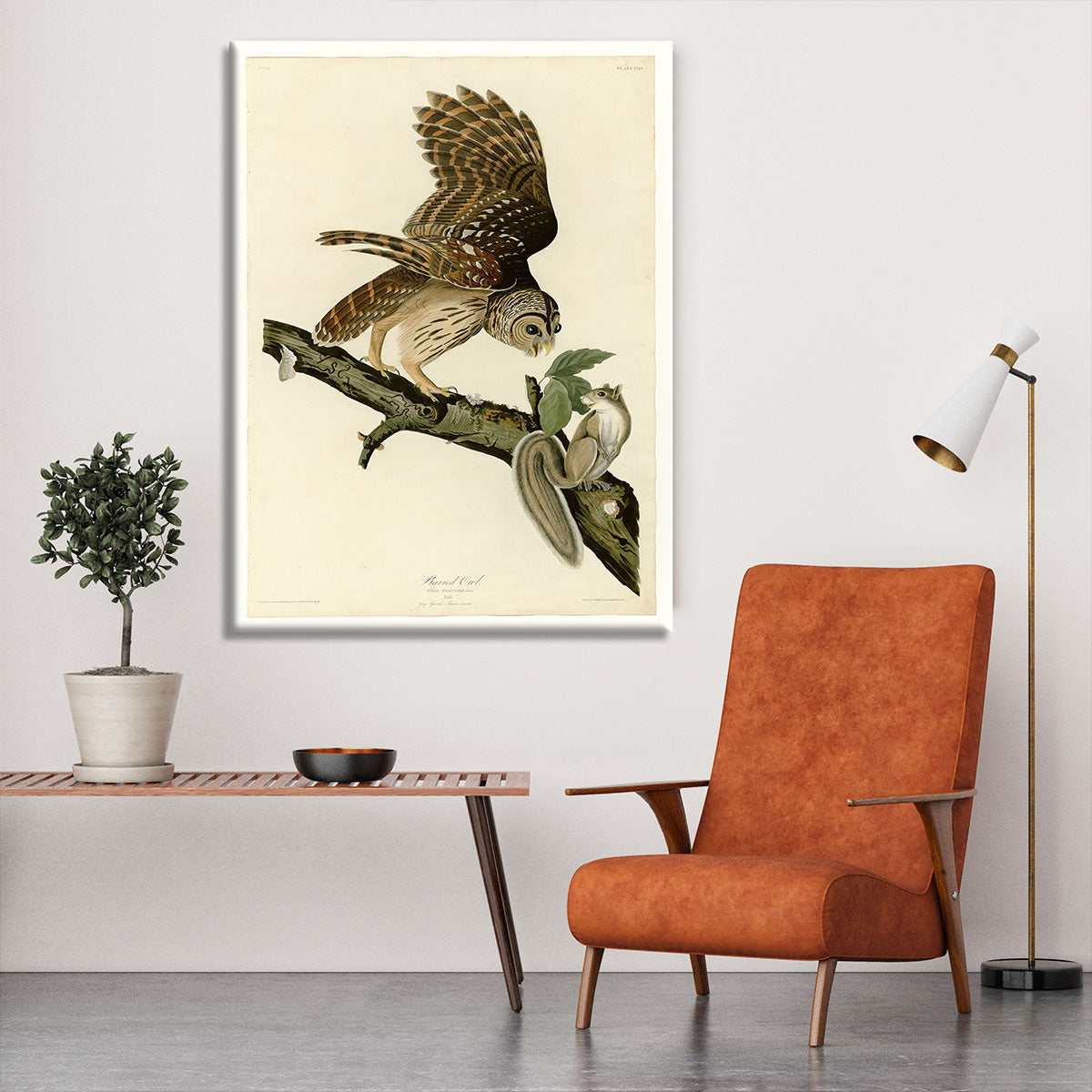 Barred Owl by Audubon Canvas Print or Poster - Canvas Art Rocks - 6