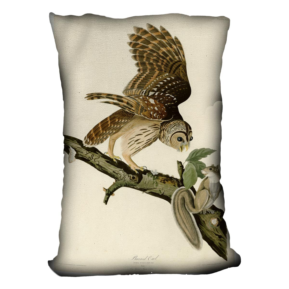 Barred Owl by Audubon Cushion