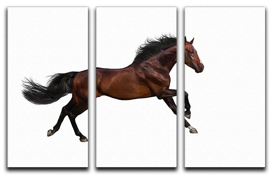 Bay stallion run 3 Split Panel Canvas Print - Canvas Art Rocks - 1