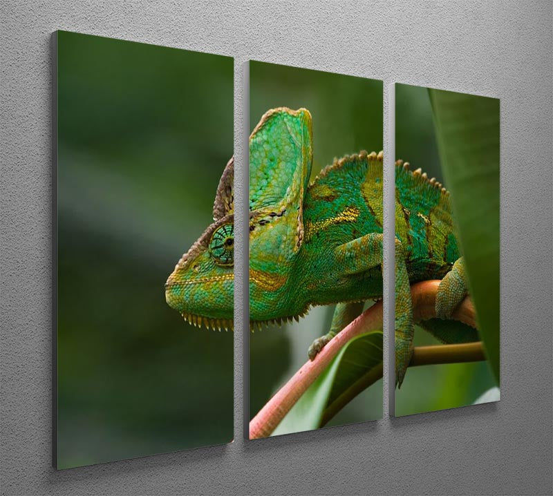 Beaitiful green Jemen chameleon 3 Split Panel Canvas Print - Canvas Art Rocks - 2