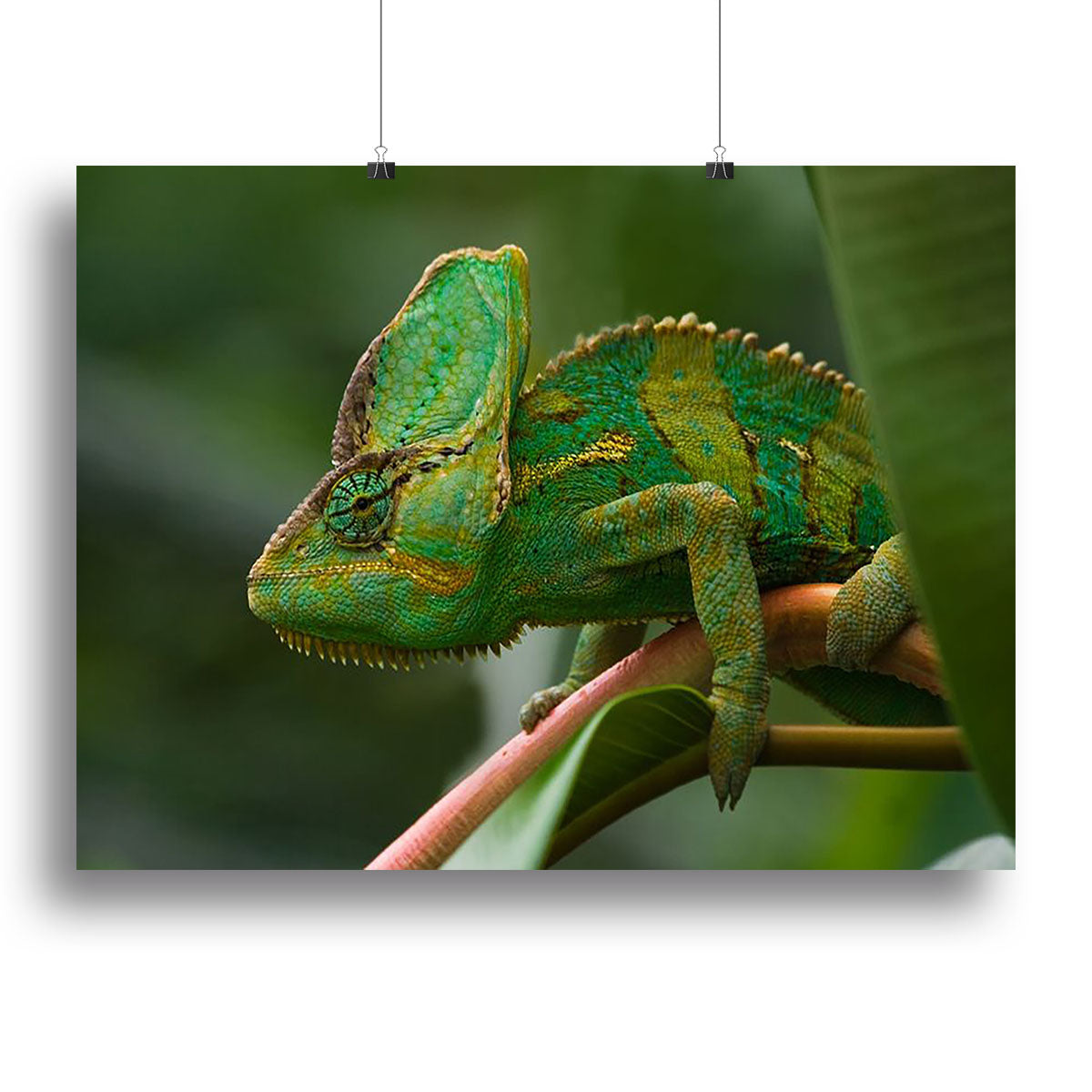Beaitiful green Jemen chameleon Canvas Print or Poster - Canvas Art Rocks - 2