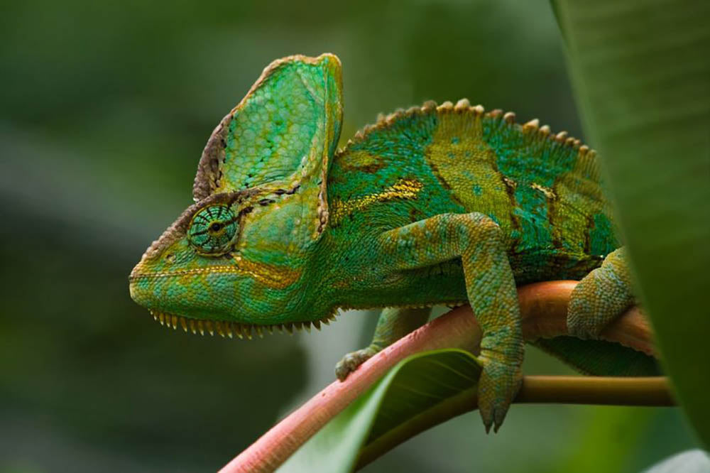 Beaitiful green Jemen chameleon Wall Mural Wallpaper - Canvas Art Rocks - 1