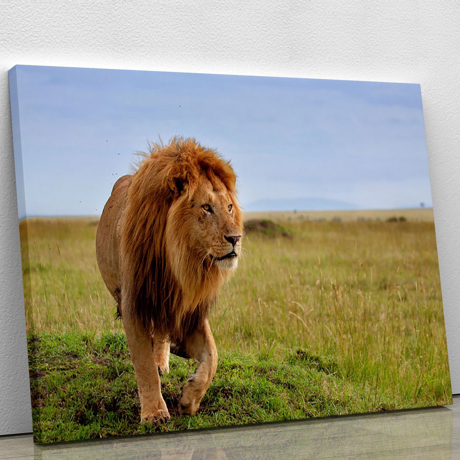Beautiful Lion Long in Masai Mara Canvas Print or Poster - Canvas Art Rocks - 1