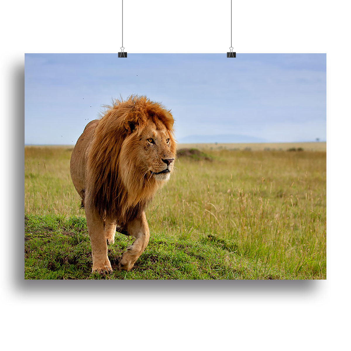 Beautiful Lion Long in Masai Mara Canvas Print or Poster - Canvas Art Rocks - 2
