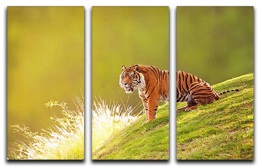 Beautiful Sumatran Tiger 3 Split Panel Canvas Print - Canvas Art Rocks - 1