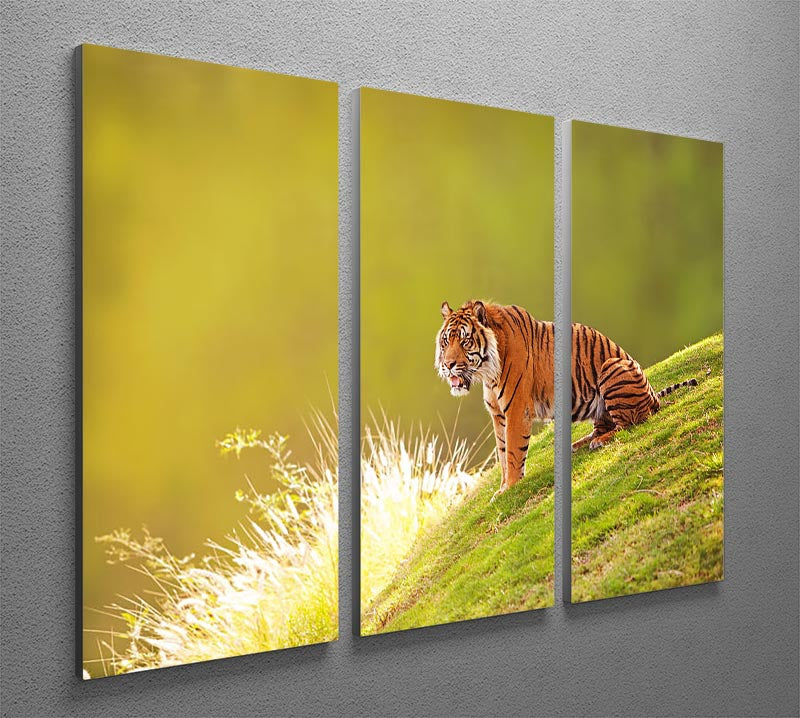 Beautiful Sumatran Tiger 3 Split Panel Canvas Print - Canvas Art Rocks - 2