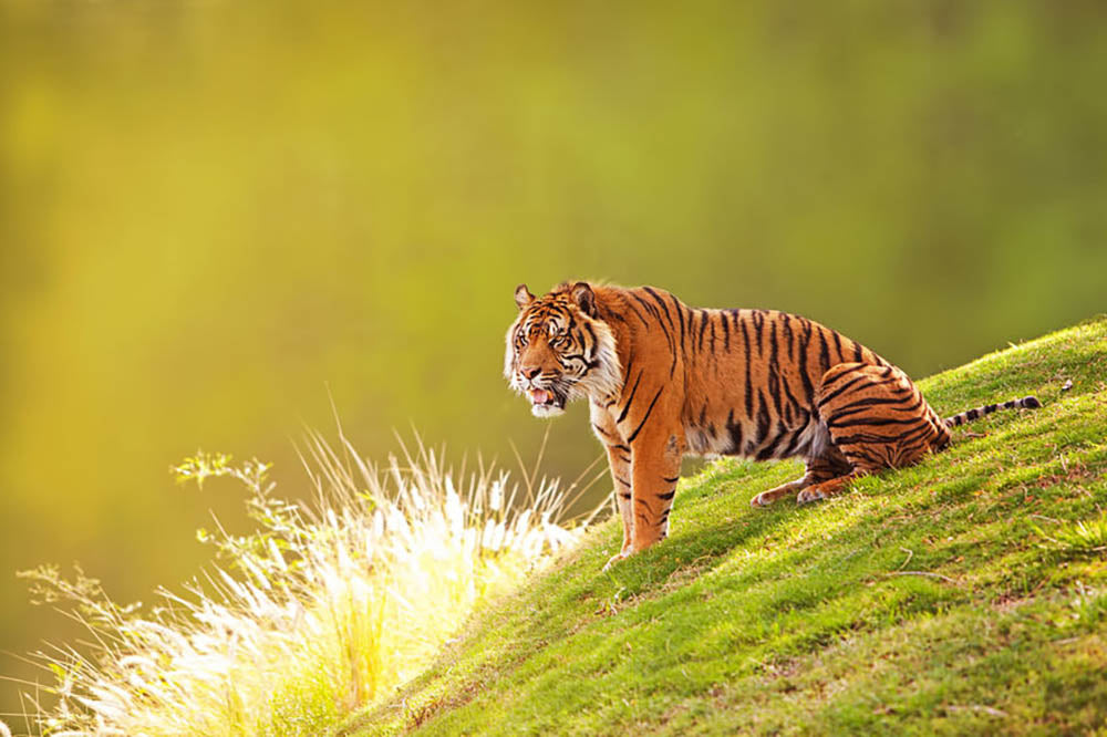 Beautiful Sumatran Tiger Wall Mural Wallpaper - Canvas Art Rocks - 1