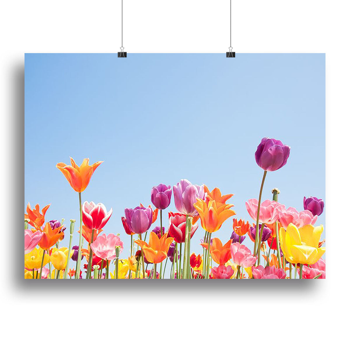 Beautiful coloured flowers Canvas Print or Poster - Canvas Art Rocks - 2