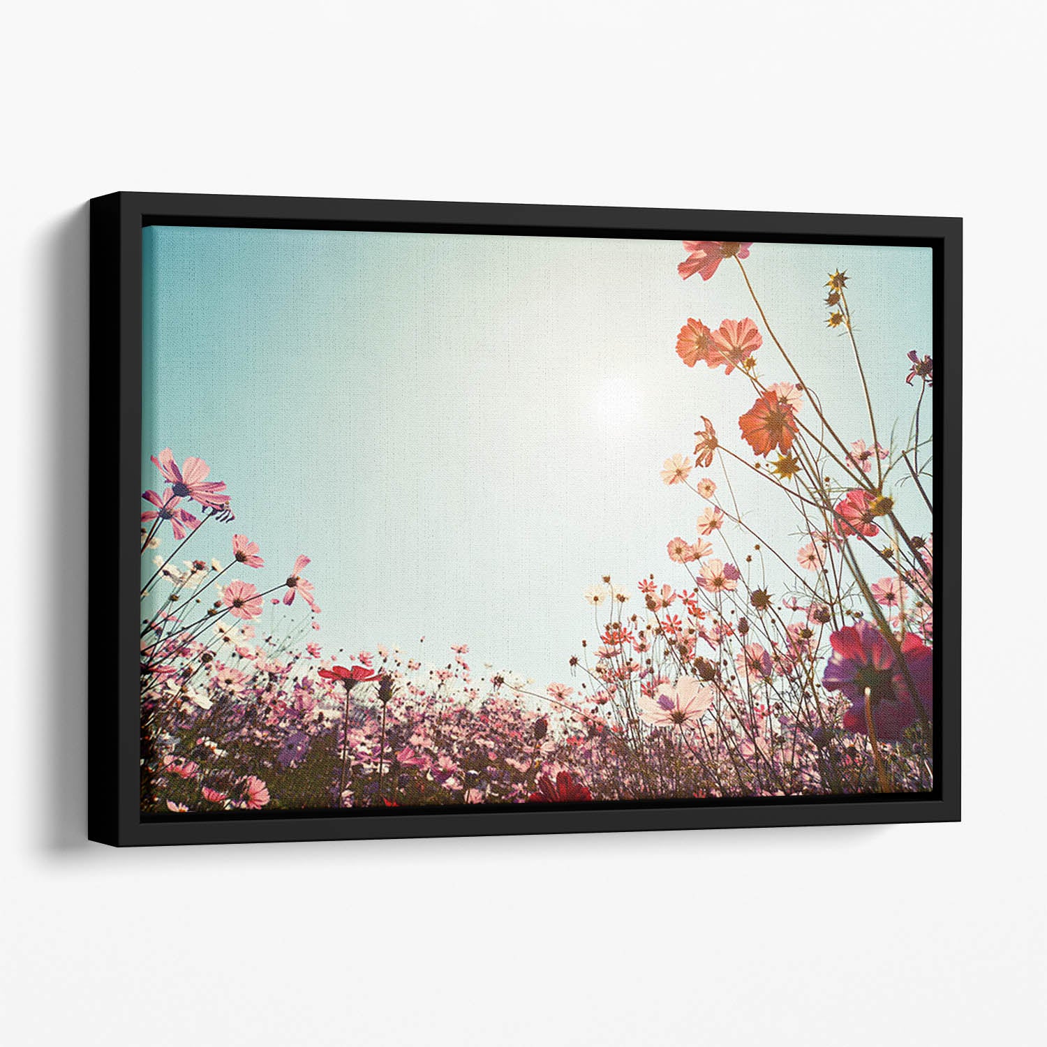Beautiful cosmos flower field Floating Framed Canvas