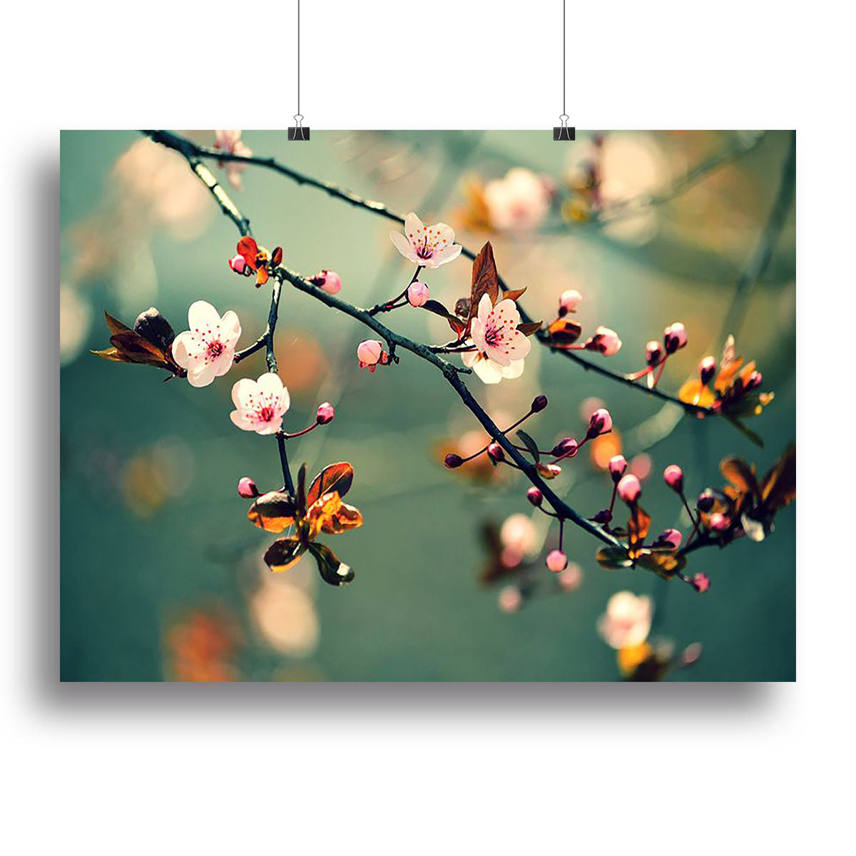 Beautiful flowering Japanese cherry Canvas Print or Poster - Canvas Art Rocks - 2