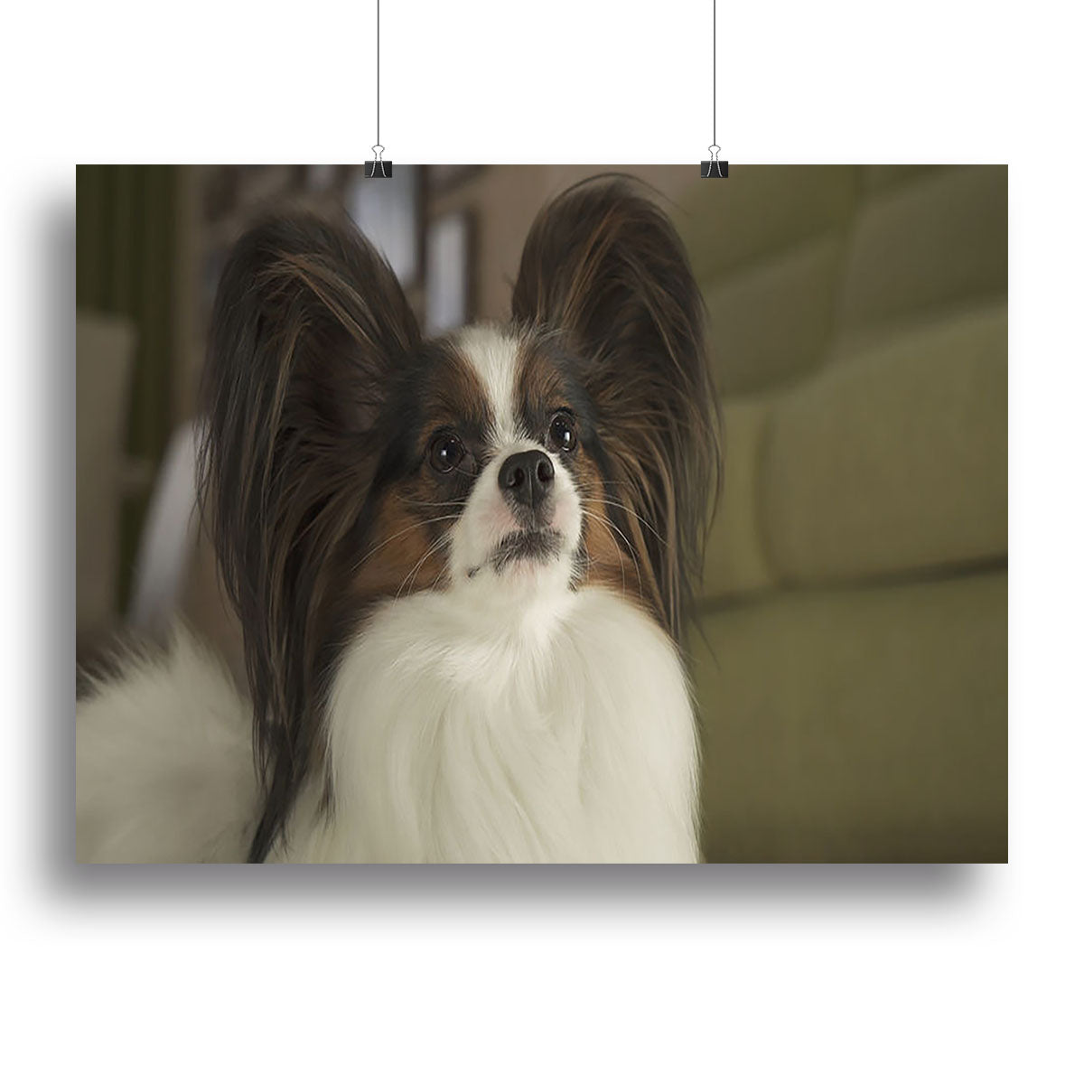 Beautiful male dog Papillon Canvas Print or Poster - Canvas Art Rocks - 2