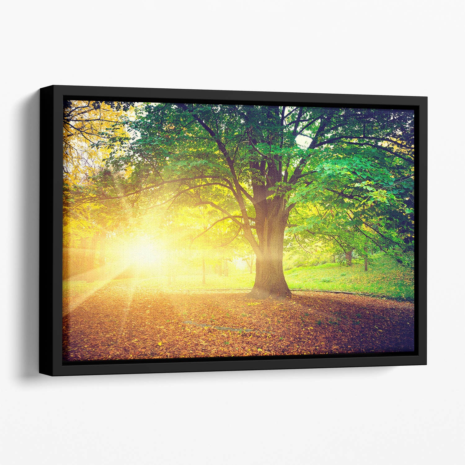 Beautiful park Floating Framed Canvas