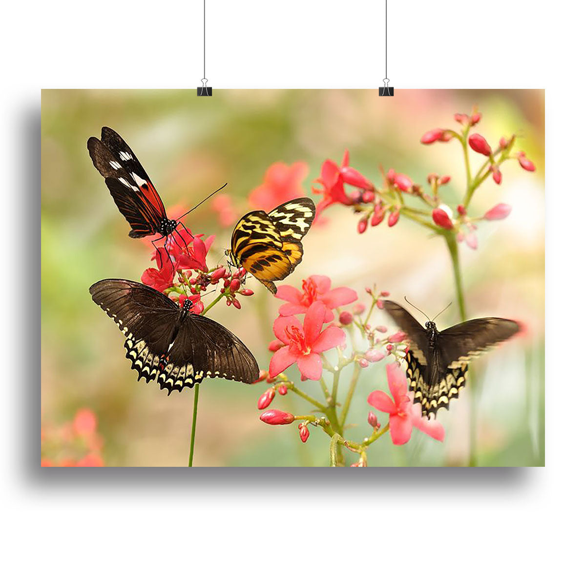 Beautiful tropical butterflies on a red flowers Canvas Print or Poster - Canvas Art Rocks - 2