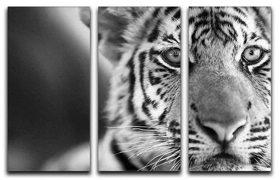 Beautiful young tiger 3 Split Panel Canvas Print - Canvas Art Rocks - 1