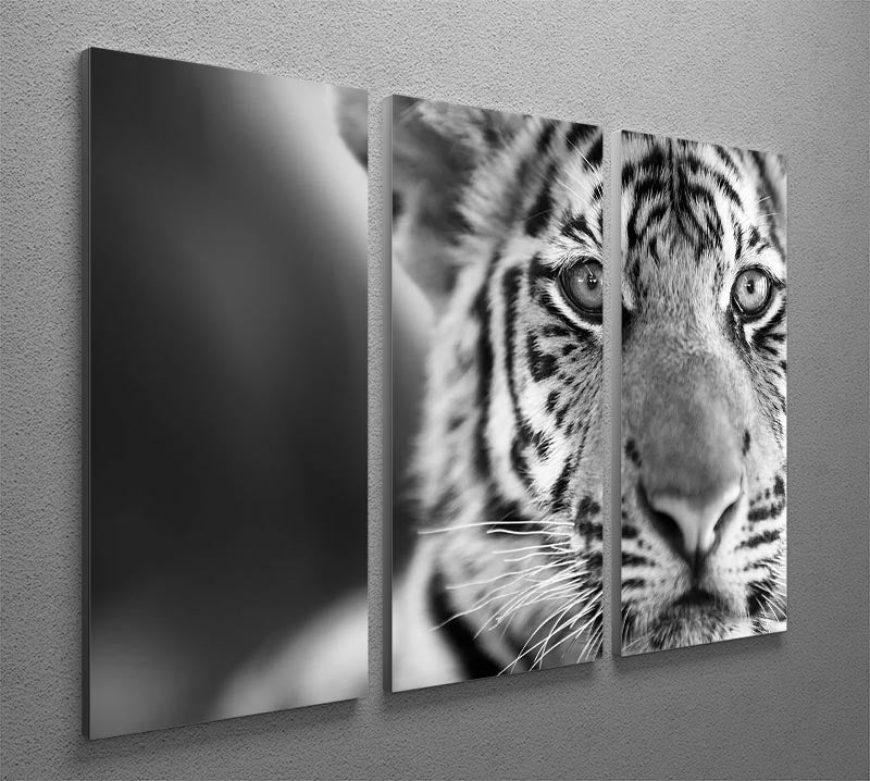 Beautiful young tiger 3 Split Panel Canvas Print - Canvas Art Rocks - 2