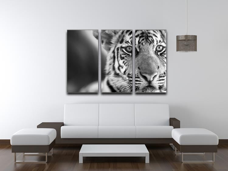 Beautiful young tiger 3 Split Panel Canvas Print - Canvas Art Rocks - 3