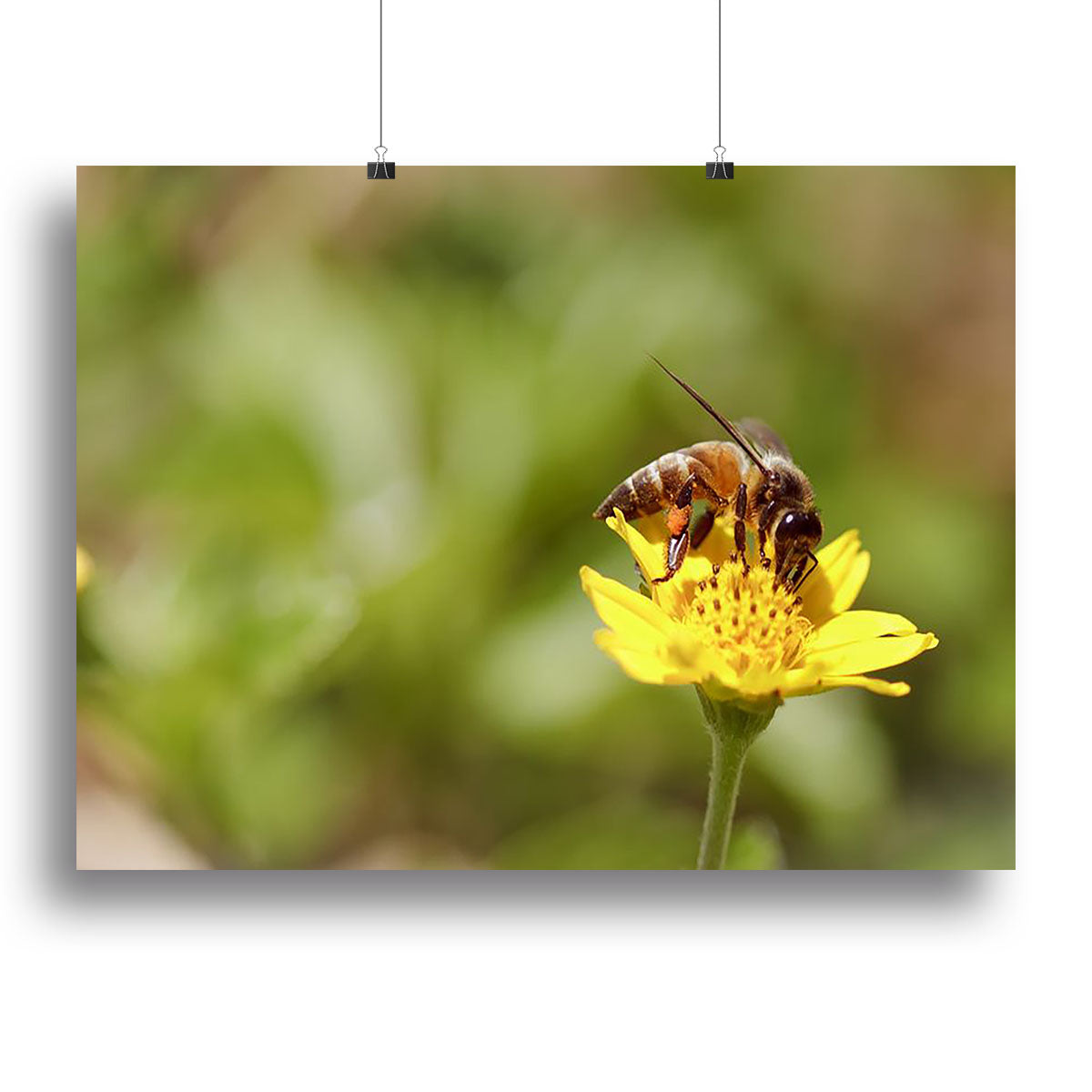 Bee and small sunflower Canvas Print or Poster - Canvas Art Rocks - 2