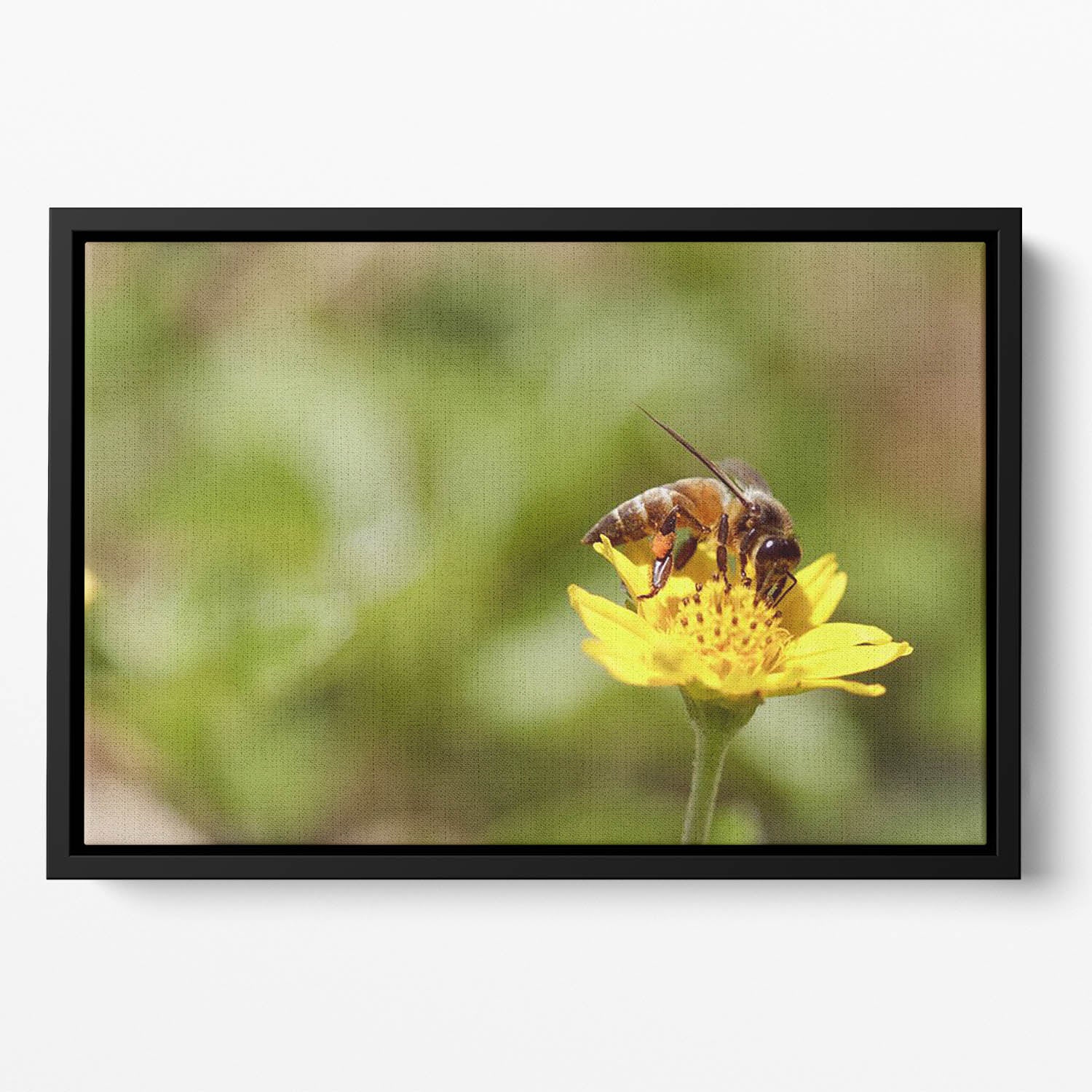 Bee and small sunflower Floating Framed Canvas