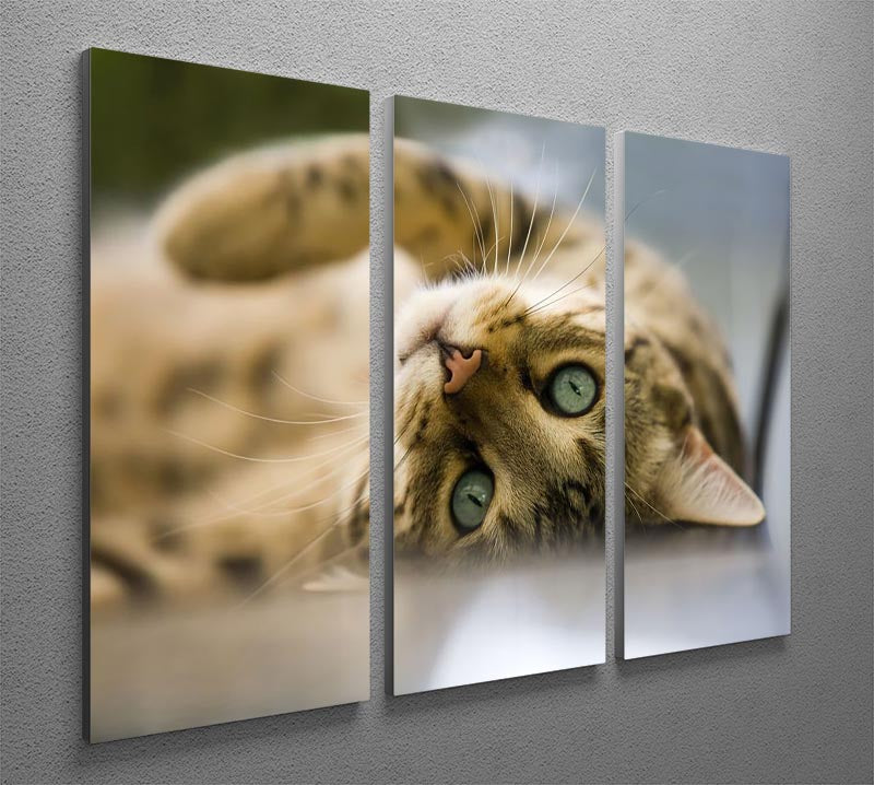 Bengal cat 3 Split Panel Canvas Print - Canvas Art Rocks - 2