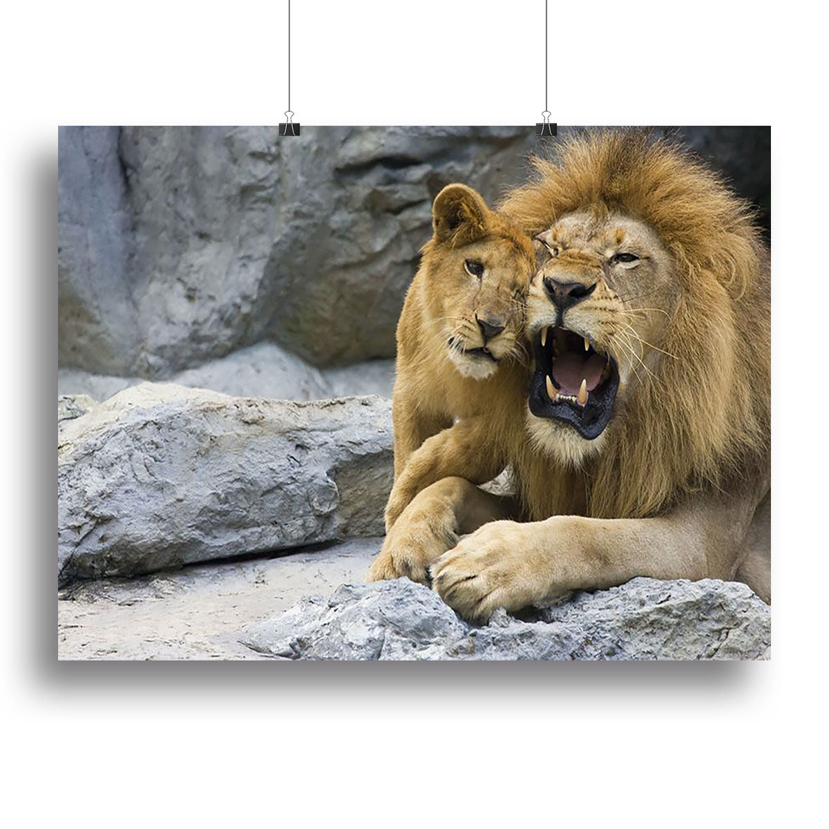 Big lion father and his son playing Canvas Print or Poster - Canvas Art Rocks - 2