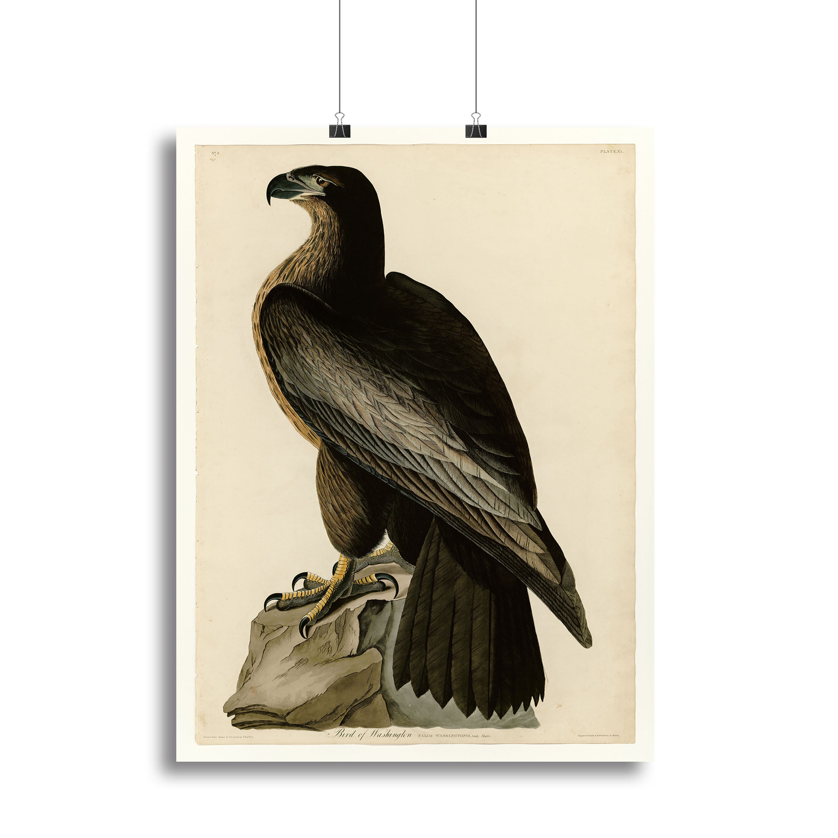 Bird of Washington by Audubon Canvas Print or Poster - Canvas Art Rocks - 2