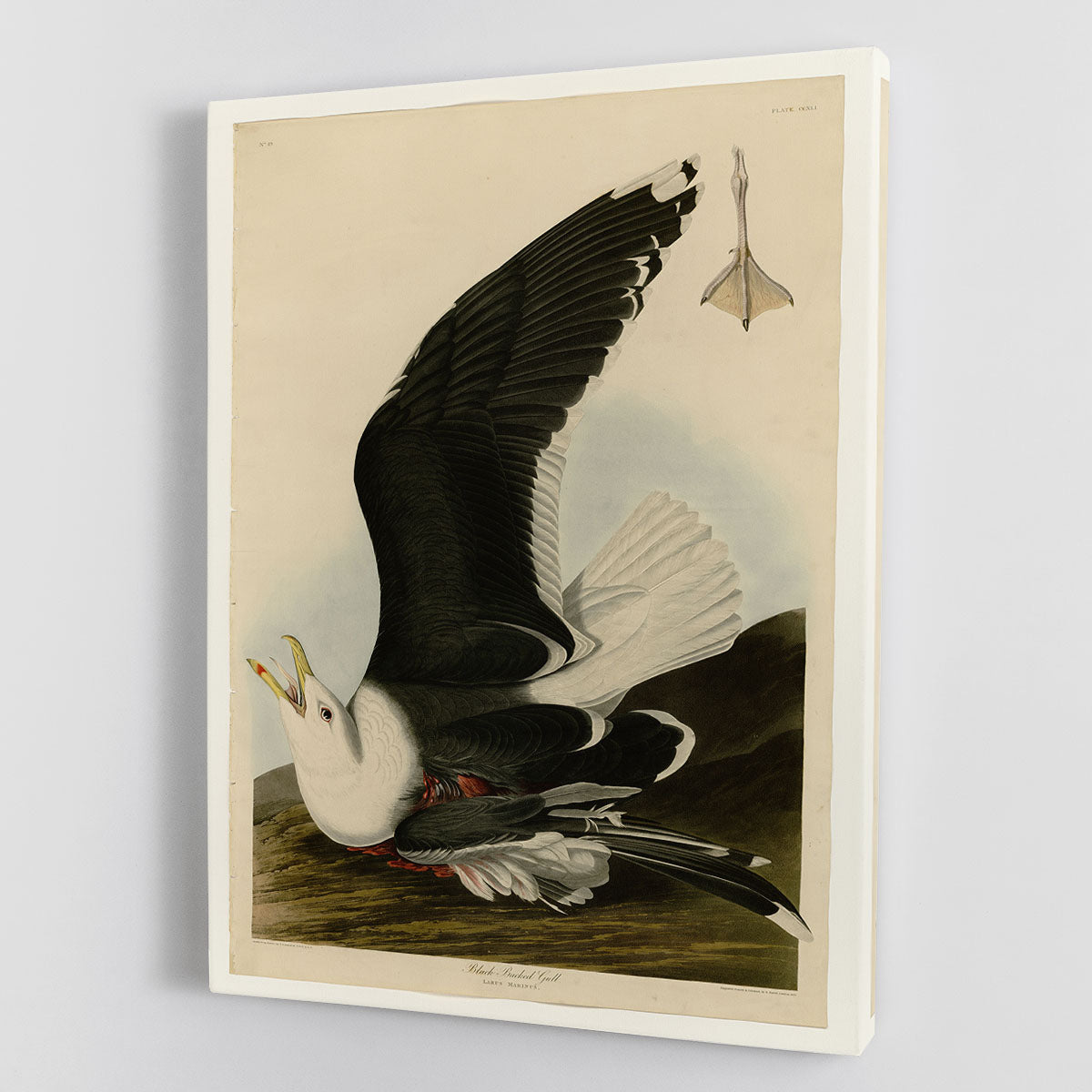 Black Backed Gull by Audubon Canvas Print or Poster - Canvas Art Rocks - 1