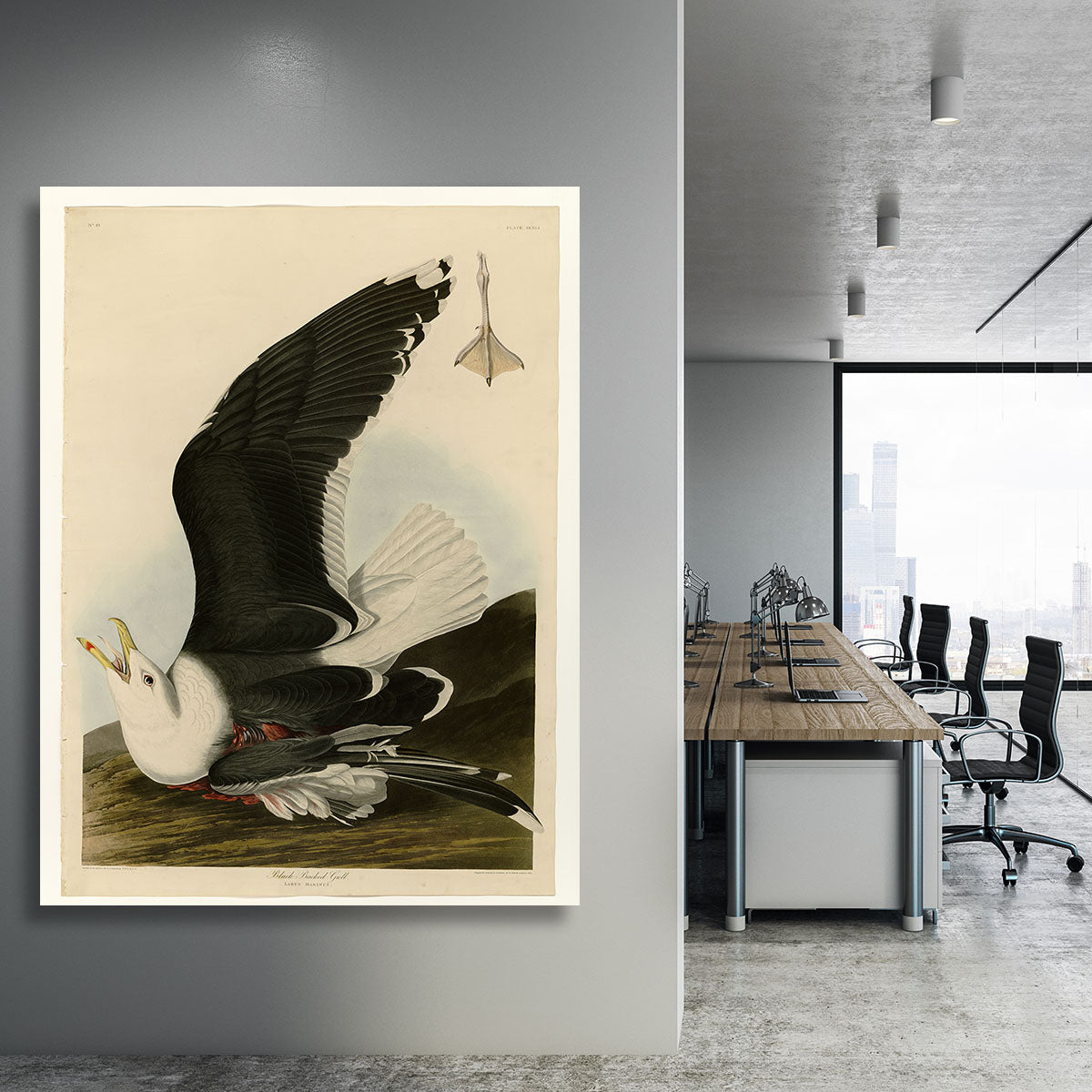 Black Backed Gull by Audubon Canvas Print or Poster - Canvas Art Rocks - 3