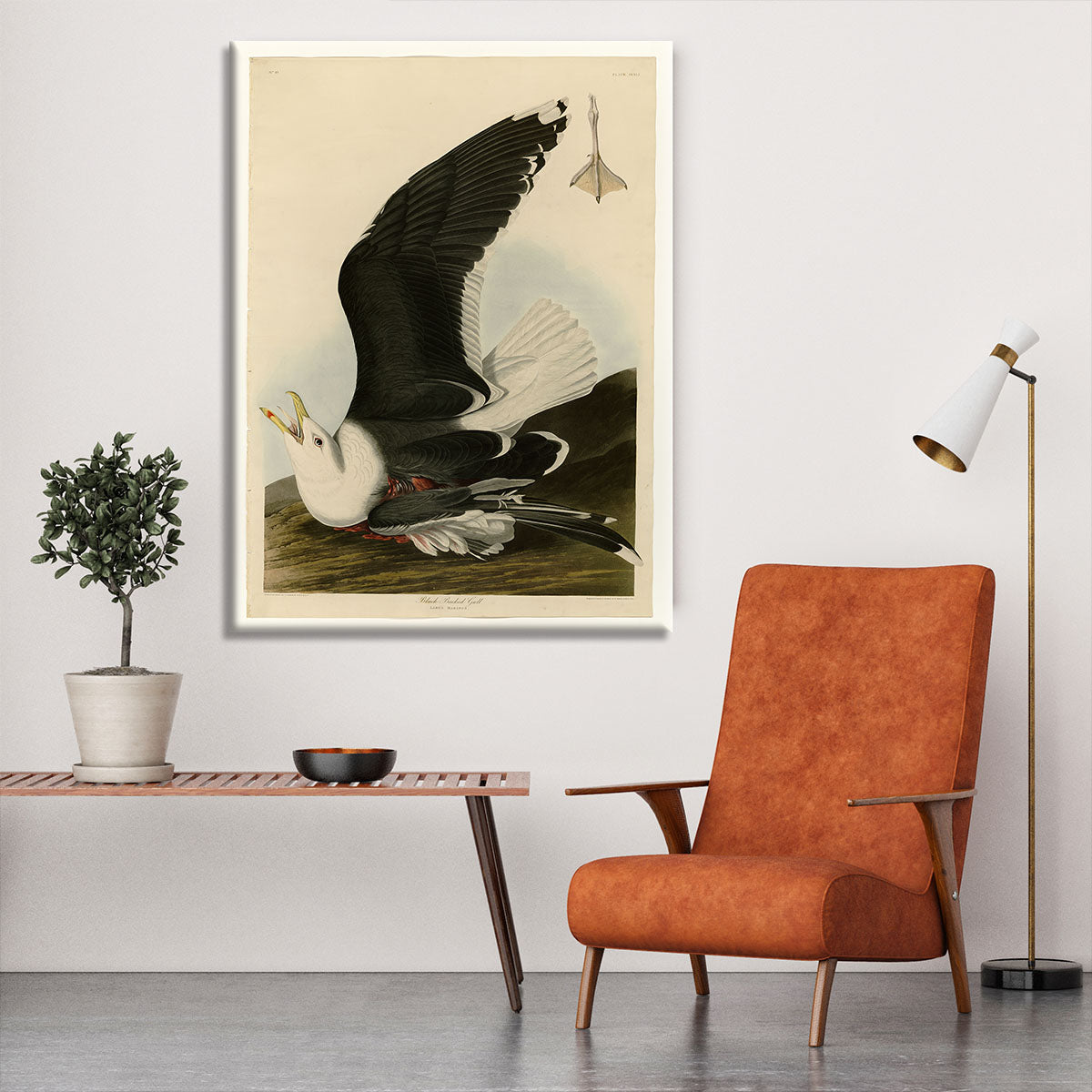 Black Backed Gull by Audubon Canvas Print or Poster - Canvas Art Rocks - 6