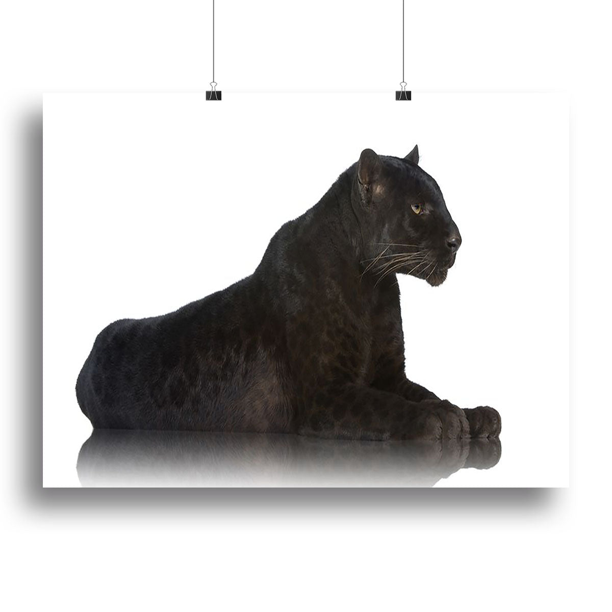 Black Leopard 6 years in front of a white background Canvas Print or Poster - Canvas Art Rocks - 2
