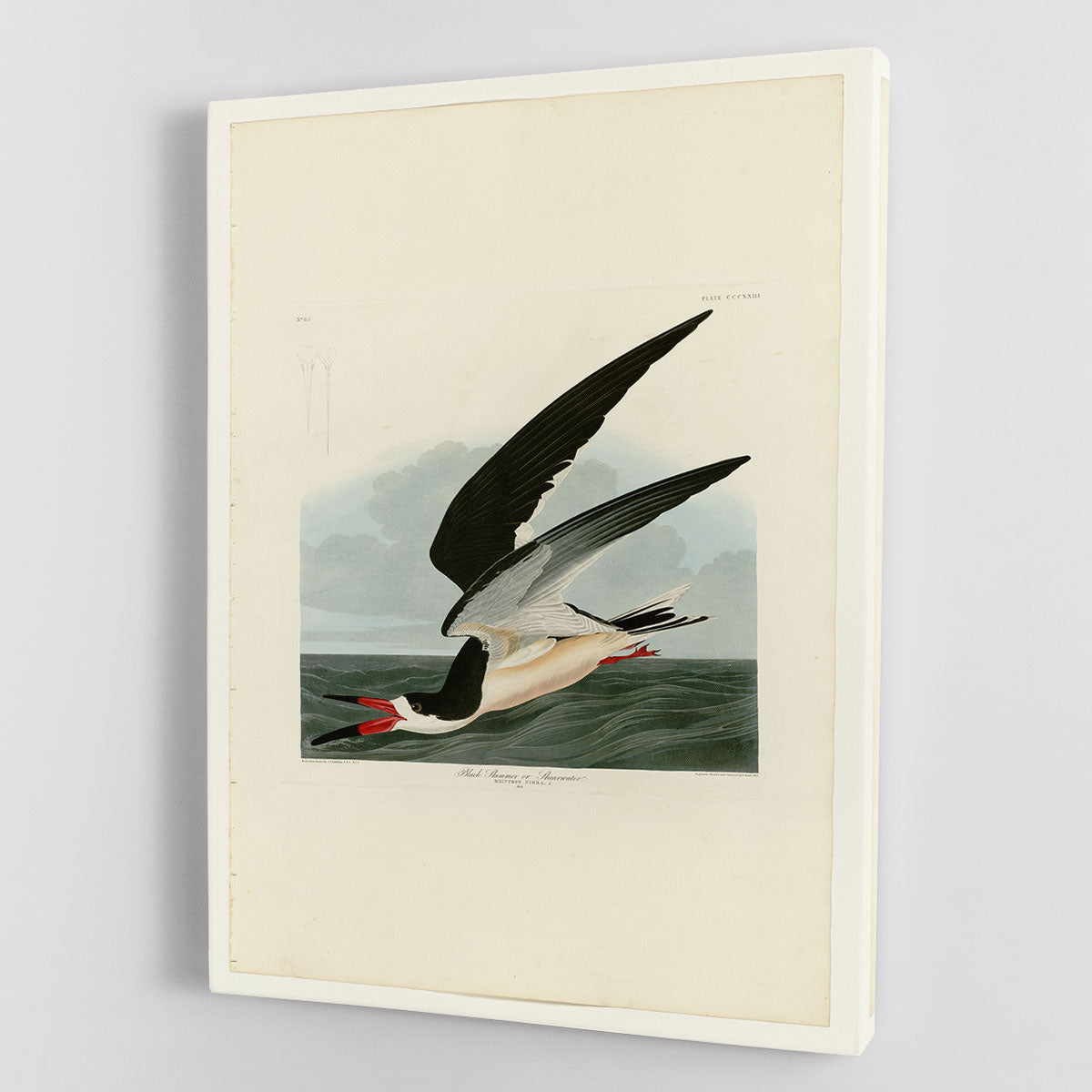Black Skimmer by Audubon Canvas Print or Poster - Canvas Art Rocks - 1